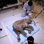 Νοτιοκορεάτες και Ρώσοι επιστήμονες θα κλωνοποιήσουν μαμούθ!