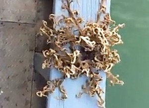 sea-Basket-Star-alien