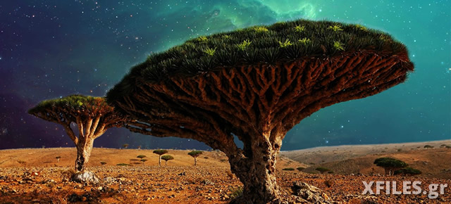 yemen-alien-trees