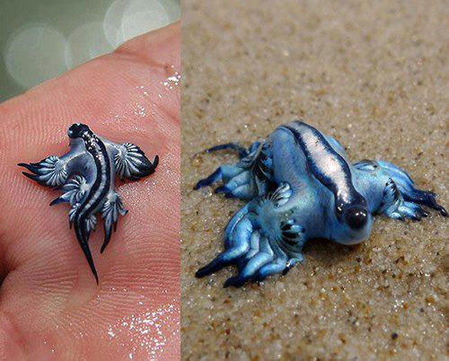 alien-blue-dragon